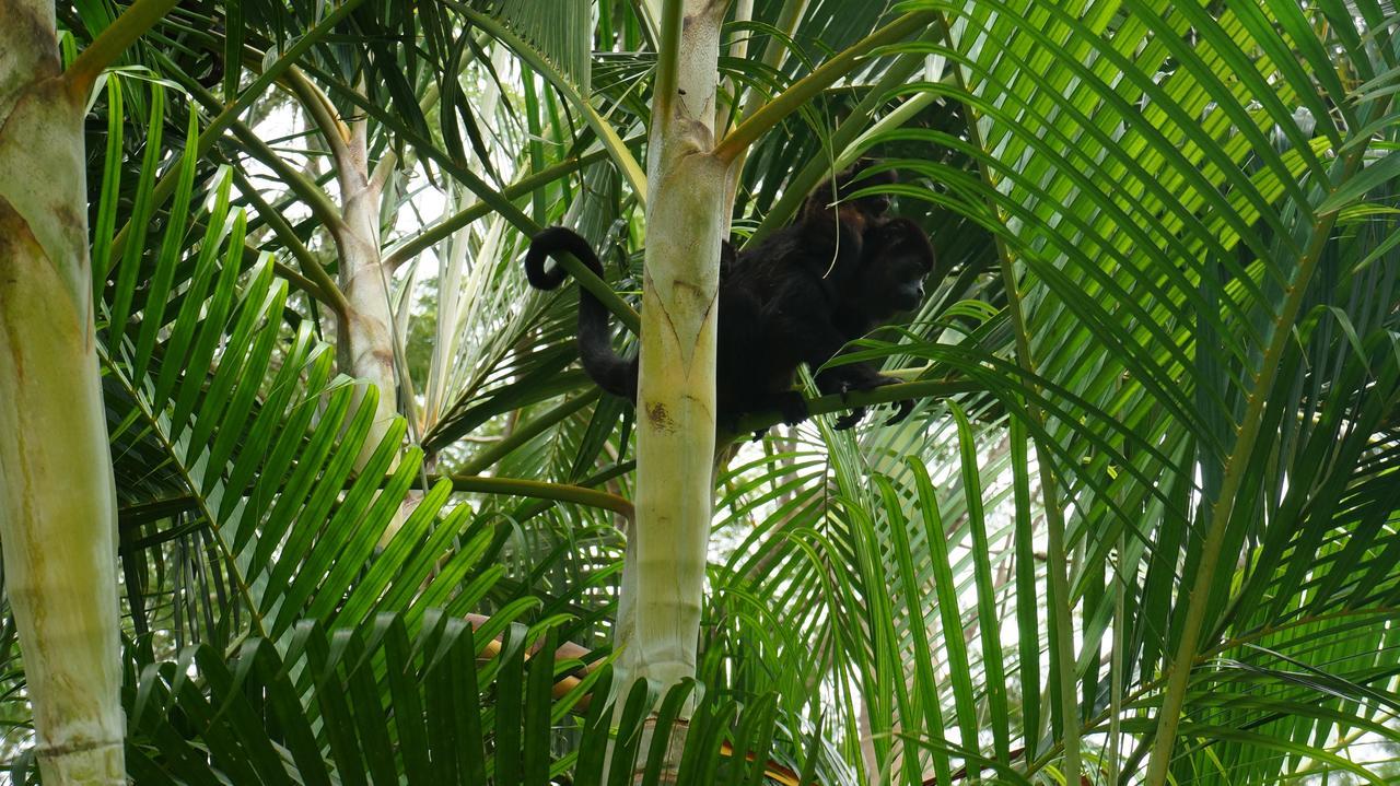 Alouatta Playa Coyote Hostel San Francisco de Coyote Kültér fotó